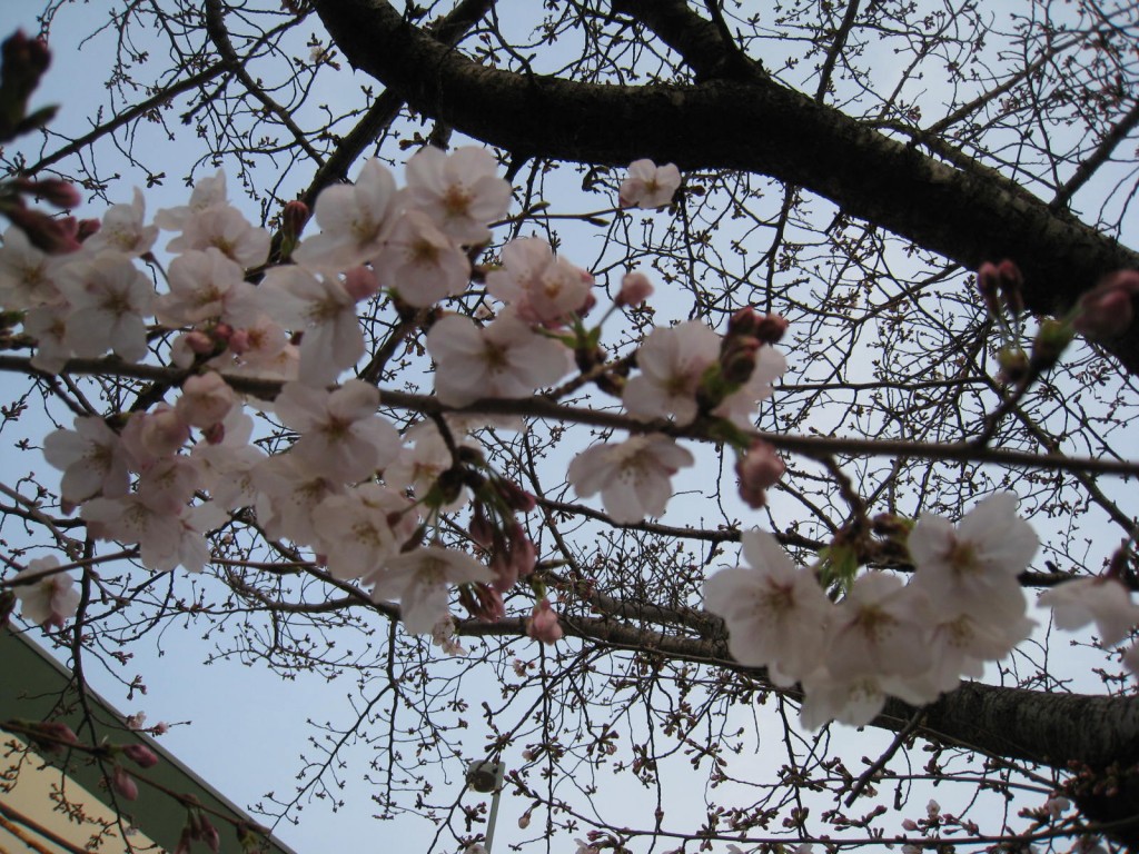 IMG_2087