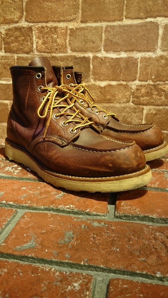 redwing irish setter (6)